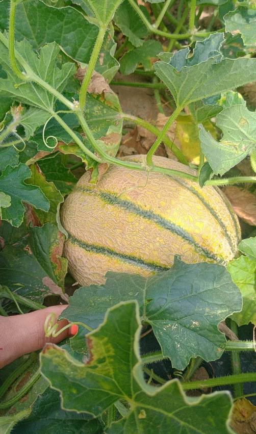 Zuckermelone – Produktabbildung